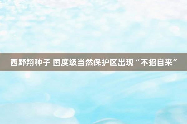 西野翔种子 国度级当然保护区出现“不招自来”